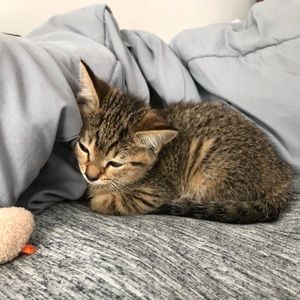 Meet your Posher, Mason